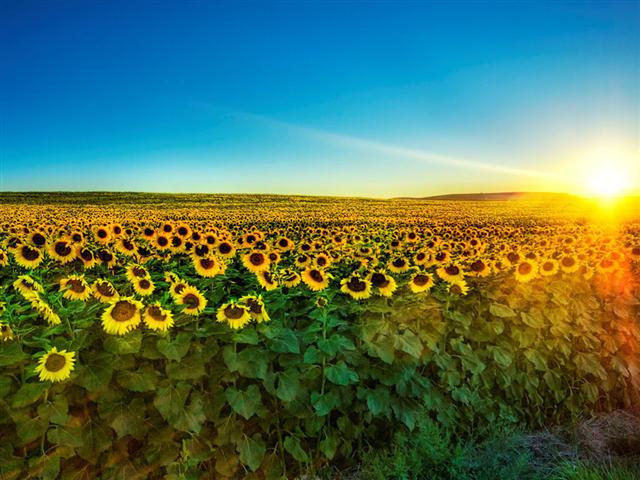 南宁出发:上林油菜花、大龙湖一日游
