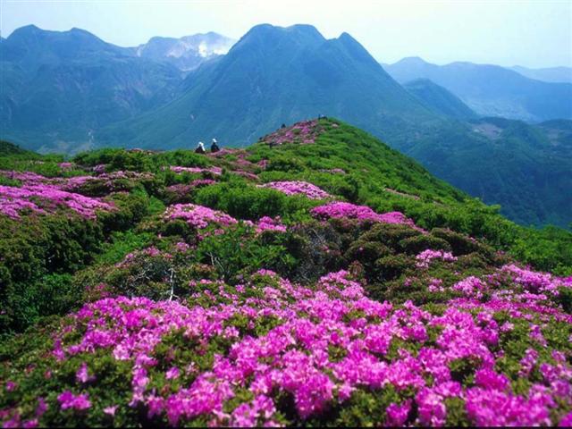 南宁出发:大明山初春登高赏花一日游