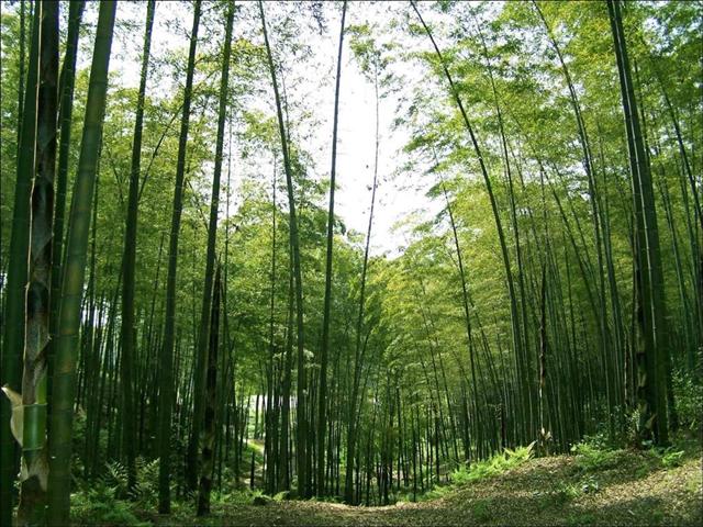 南宁出发：成都、峨眉山、乐山、蜀南竹海双飞六日游